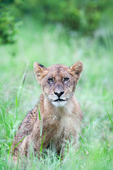 A miserable wild Lion cub sitting in the rain