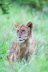 A miserable wild Lion cub sitting in the rain