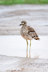 A wild Water Thick Knee bird standing in a puddle in the rain