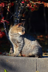 ねこ３