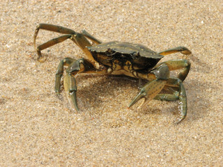 Granchio sulla spiaggia