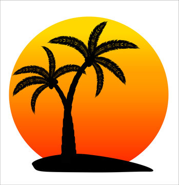 palm in sunrise