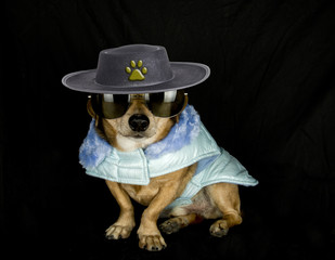 little dog