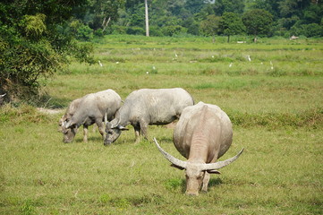 Obraz premium buffalo feeding grass