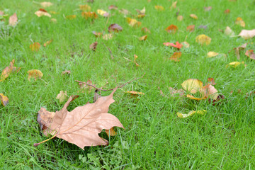 Gazon d'automne avec ses feuilles mortes