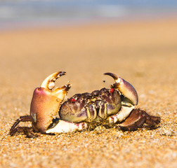 Funny Crab Alien Creature