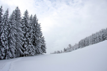 Winterwald