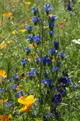 Natternkopf, Echium, vulgare,