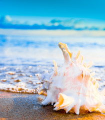 Obraz premium Beautiful Shell Seascape Divine