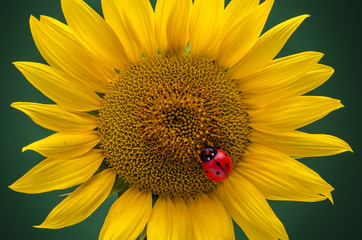 Sunflower and ladybug