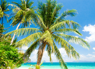 Exotic Paradise Palm View