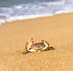 Menacing Eyes On the Shore