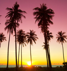 Tree Silhouettes Palm Paradise