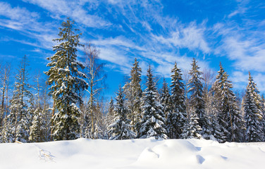 Winter trees in the mountains covered with shiny snow