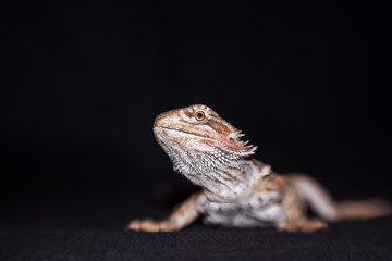 Bartagame