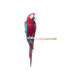 Naklejka premium Macaw bird