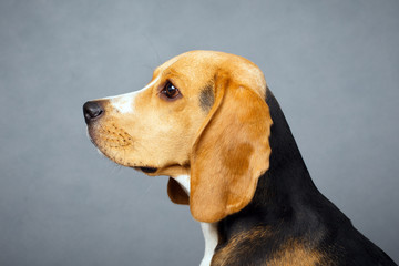 Beagle dog