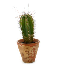 Kaktus im Blumentopf