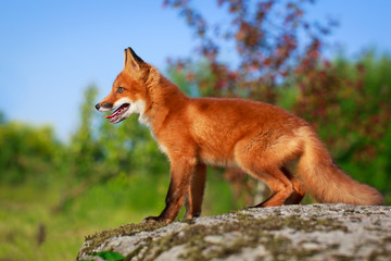 red fox