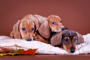 wire-haired dachshund dog