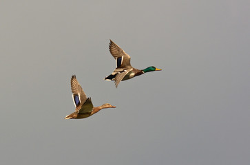 Coppia di anatre selvatiche in volo