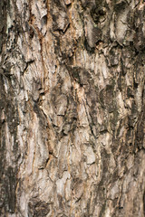 Bark wood pattern