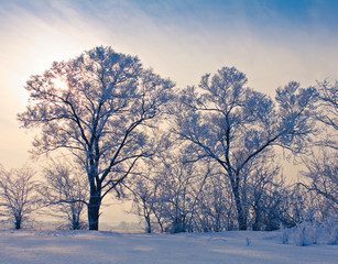 solitary trees in winter landscape