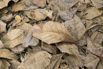 autumn dry leaves fall on the ground