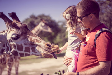 Feeding giraffes