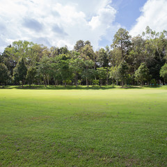 lawn of golf course, green grass field in the park