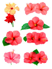 Collection of colored hibiscus © Ian 2010