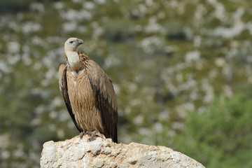 Griffon vulture standing on a rock.