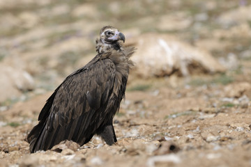 Monk vulture standing on ground.