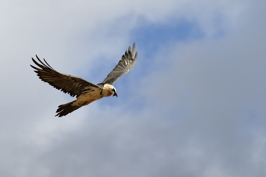 Bearded vulture flying against clouded sky.