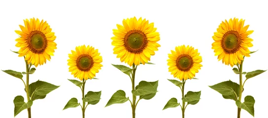 Rolgordijnen Sunflowers collection © Ian 2010