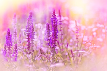 Purple flowers in meadow