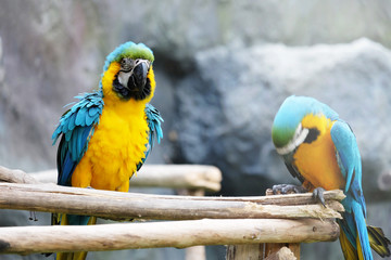 Lovely macaws on the branch