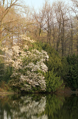 Nice tree in blossom standing near the lake