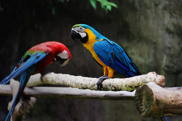 Lovely macaws on the branch