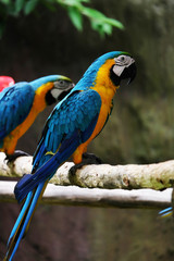 Lovely macaws on the branch