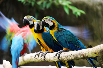 Lovely macaws on the branch © crazybboy