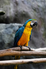 Lovely macaws on the branch
