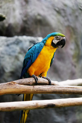 Lovely macaws on the branch