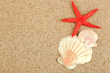 Starfish and seashell on sand background