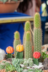 Mammillaria, Cactus