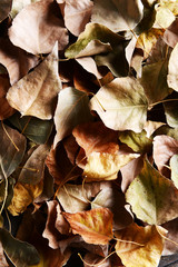 Background made of dry autumn leaves
