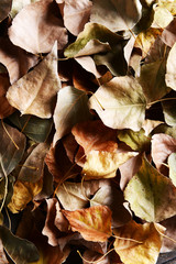 Background made of dry autumn leaves