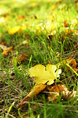Beautiful autumn leaves on grass