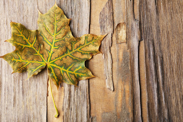 Beautiful autumn leaf on wooden background