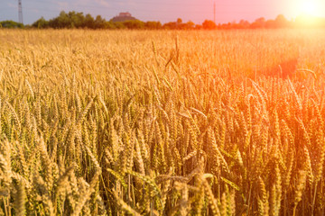 Gold wheat field